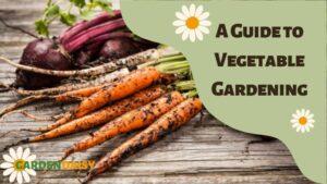 A Guide to Vegetable Gardening