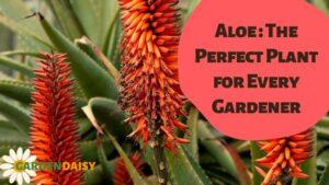 Aloe Succulents The Perfect Plant for Every Gardener