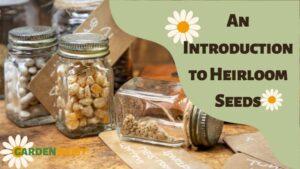 An Introduction to Heirloom Seeds