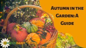 Autumn in the Garden - A Guide