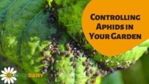 Controlling Aphids in Your Garden