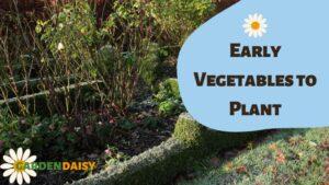 Early Vegetables to Plant