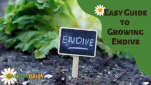 Easy Guide to Growing Endive
