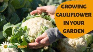 GROWING CAULIFLOWER IN YOUR GARDEN