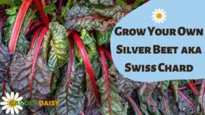 Grow Your Own Silver Beet or Swiss Chard