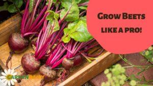 Growing Red Beet aka Beetroot