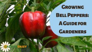 Growing Bell Peppers