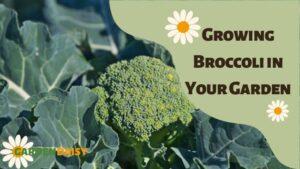 Growing Broccoli in Your Garden
