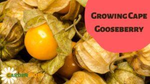 Growing Cape Gooseberry