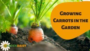 Growing Carrots in the Garden