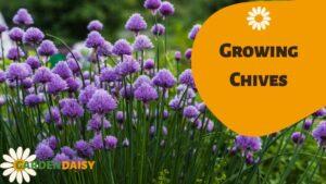 Growing Chives
