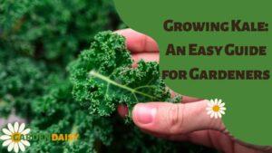 Growing Kale An Easy Guide for Gardeners