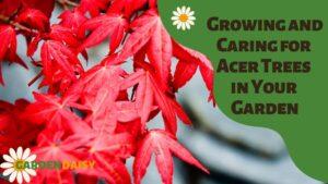Growing and Caring for Acer Trees in Your Garden