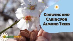 Growing and Caring for Almond Trees