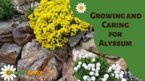 Growing and Caring for Alyssum - A Guide for Gardeners