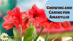 Growing and Caring for Amaryllis
