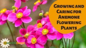 Growing and Caring for Anemone Flowering Plants