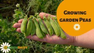 Growing garden peas