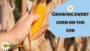Growing sweet corn on the cob