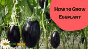 How to grow eggplant