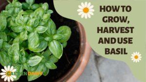 HOW TO GROW, HARVEST AND USE BASIL