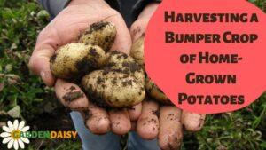 Harvesting a Bumper Crop of Home-Grown Potatoes