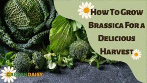 How To Grow Brassica For a Delicious Harvest