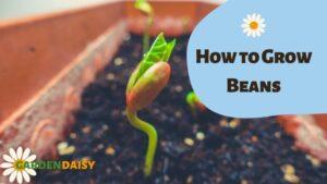 How to Grow Beans