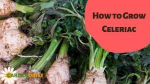 How to Grow Celeriac