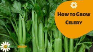 How to Grow Celery