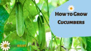 How to Grow Cucumbers