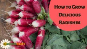 How to Grow Delicious Radishes