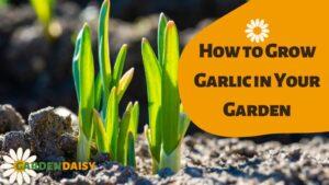 How to Grow Garlic