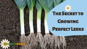 How to Grow Leeks
