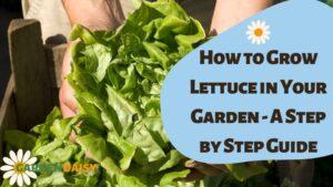 How to Grow Lettuce in Your Garden - A Step by Step Guide
