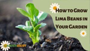 How to Grow Lima Beans in Your Garden
