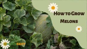 How to Grow Melons