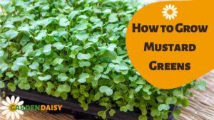 How to Grow Mustard Greens