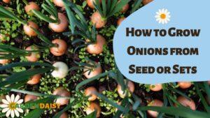 How to Grow Onions from Seed or Sets