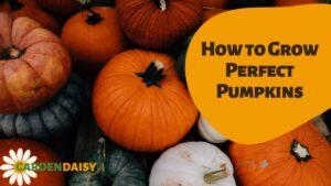 How to Grow Perfect Pumpkins