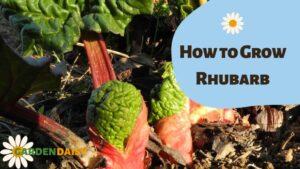 How to Grow Rhubarb