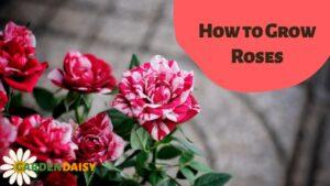How to Grow Roses