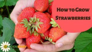 How to Grow Strawberries