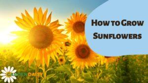 How to Grow Sunflowers