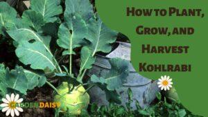 How to Plant, Grow, and Harvest Kohlrabi