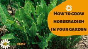 How to grow horseradish in your garden