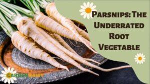 growing parsnips