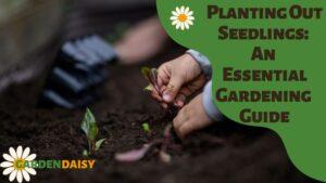 Planting Out Seedlings An Essential Gardening Guide
