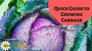 Quick Guide to Growing Cabbage