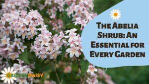 The Abelia Shrub An Essential for Every Garden